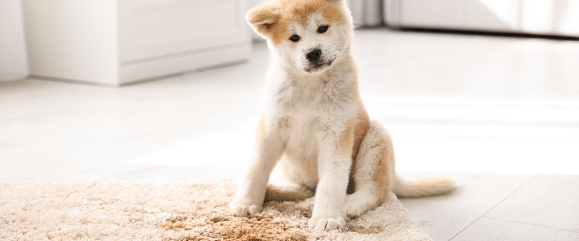 Akita Inu puppy near puddle on rug at home