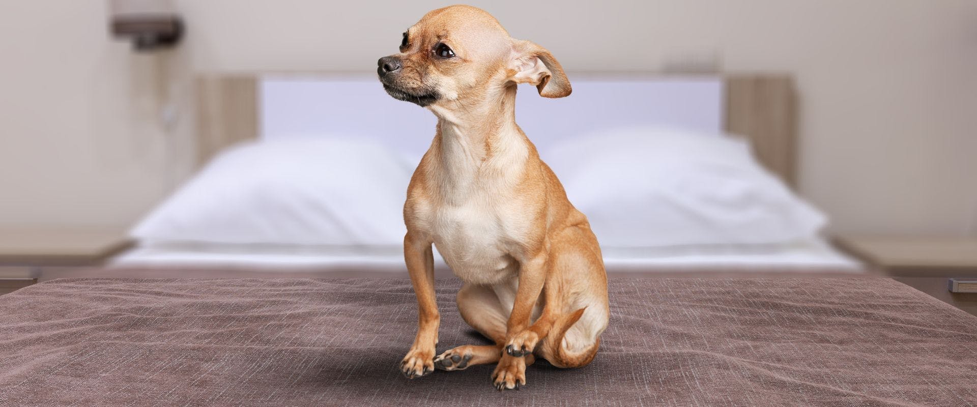 Chihuahua dog sat on a wet spot on a bed