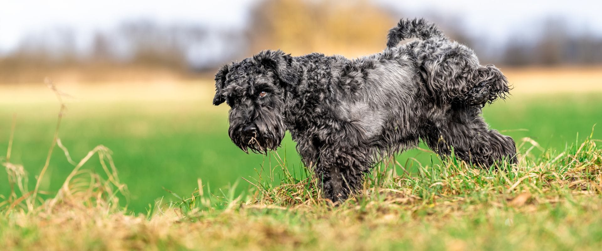 Black dog peeing on grass