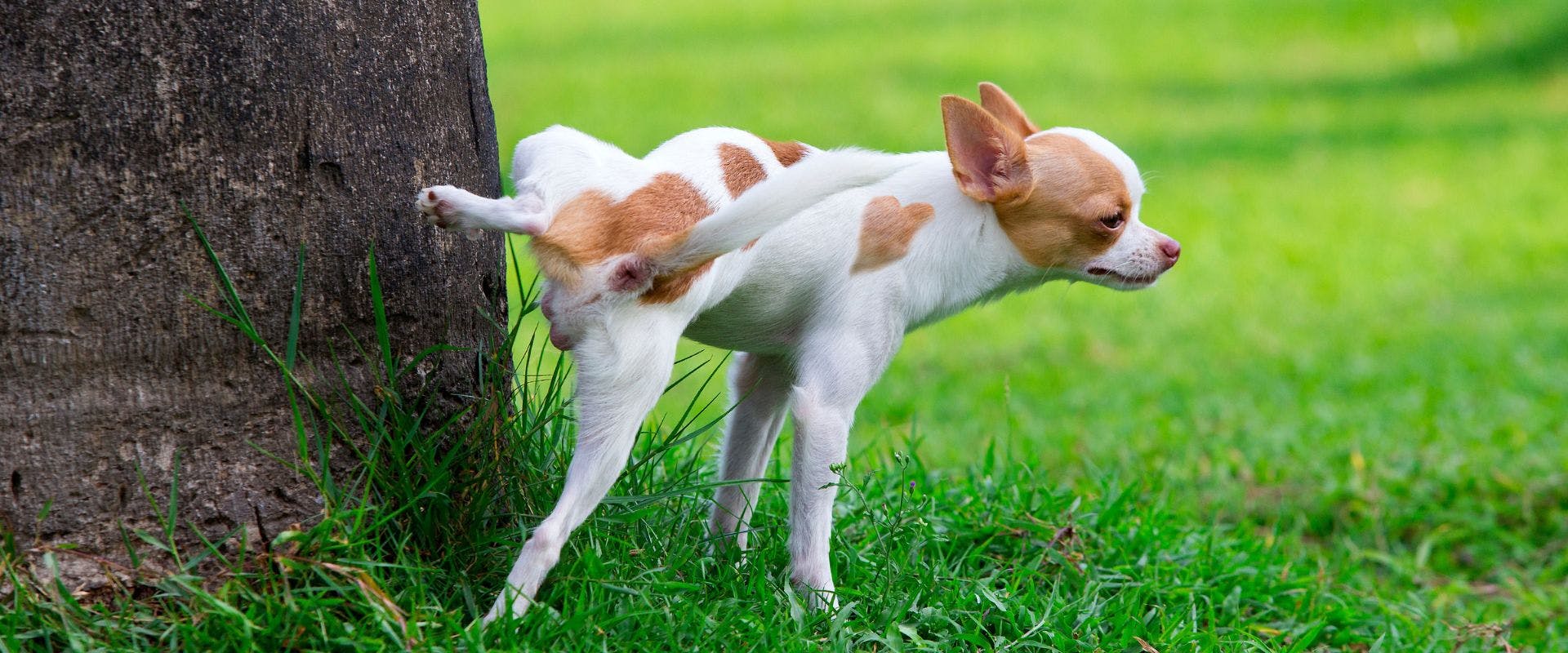 Chihuahua dog peeing up a tree