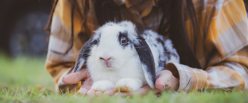 a black and white lop-eared rabbit sitting on a person's hands on a patch of grass