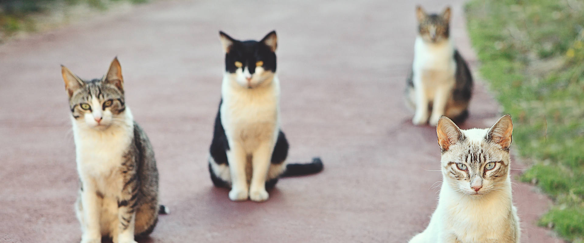 a group of cats sat at different distances from each other on a footpath