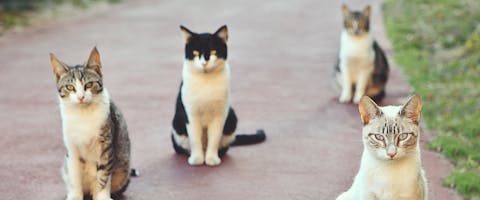 a group of cats sat at different distances from each other on a footpath