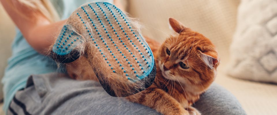 a person holding up a cat brushing mitten to the camera with lots of ginger fur in it with a ginger tabby on the person's lap