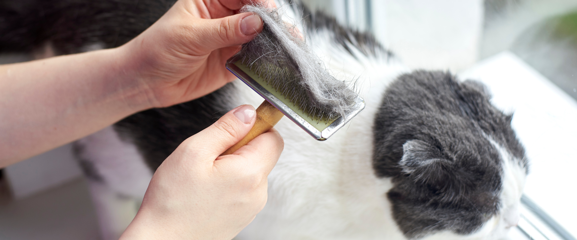 Hair Loss In Cats: Causes & When To Be Concerned | TrustedHousesitters.com