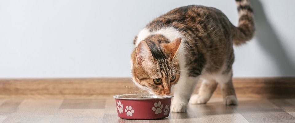 Cat eating from a red bowl
