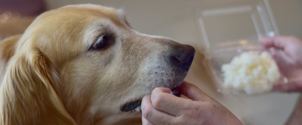 an elderly golden retriever being fed pieces of cooked rice from a plastic container