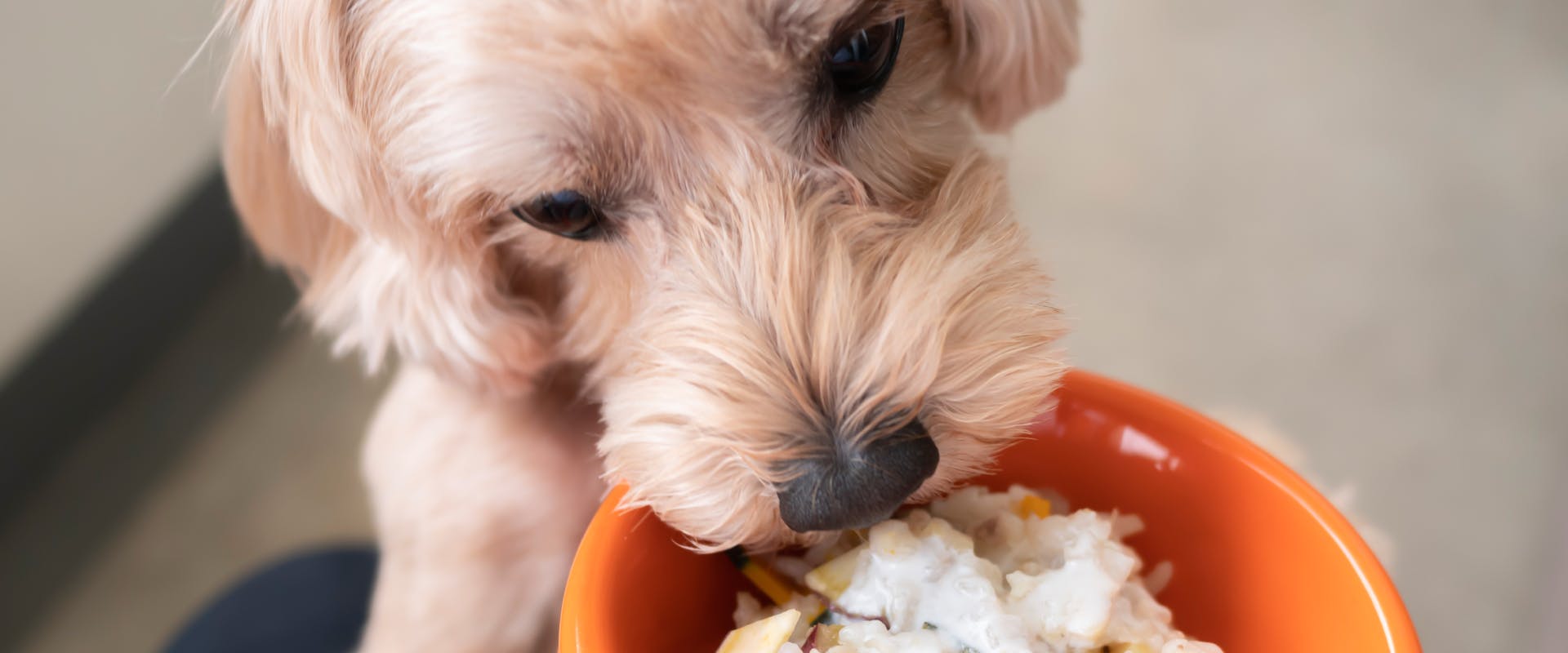 Can Dogs Eat Rice? | TrustedHousesitters.com