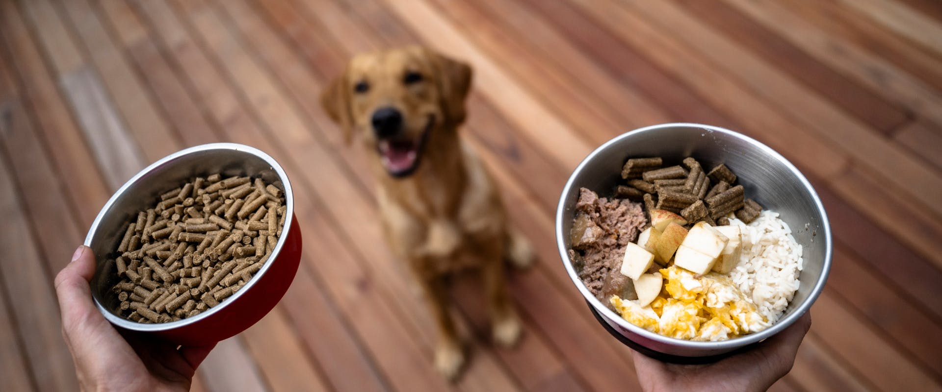 Does white rice constipate dogs hot sale