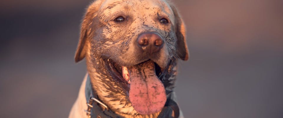 Golden lab dog who has just been eating dirt.