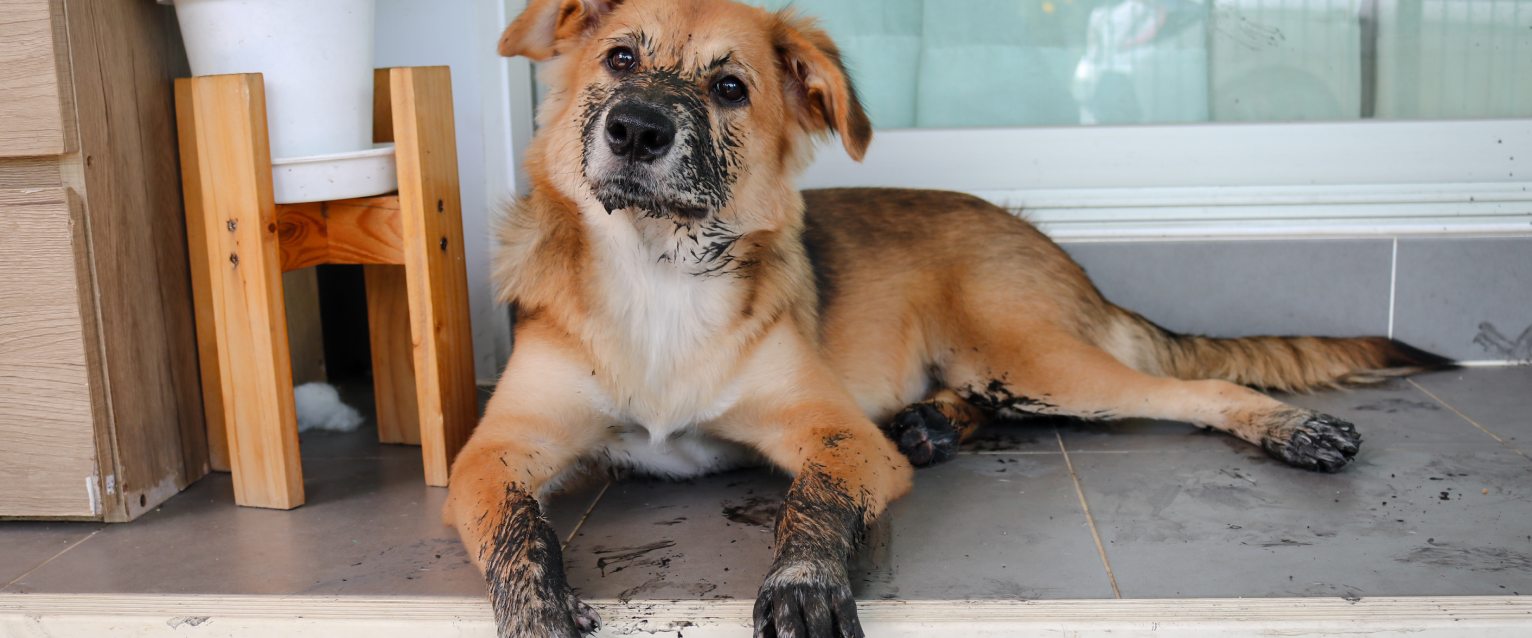 Image showcasing Why is my dog eating dirt? | TrustedHousesitters.com