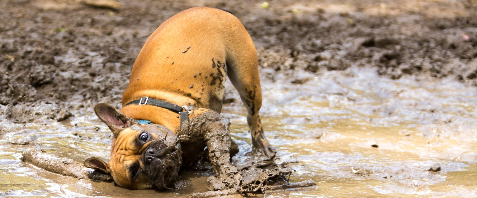 Picture of Why is my dog eating dirt? | TrustedHousesitters.com