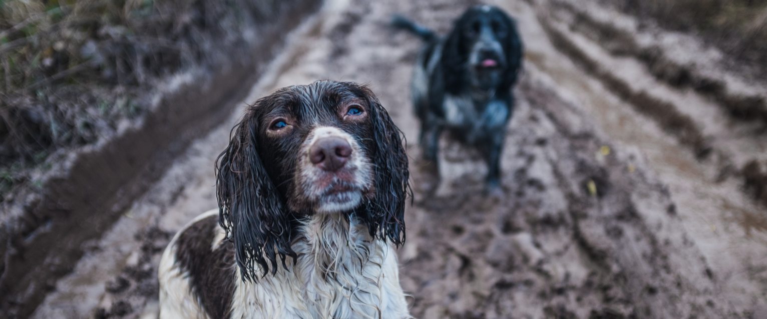 Why is my dog eating dirt?