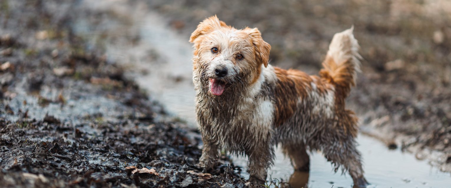 Why is my dog eating dirt?