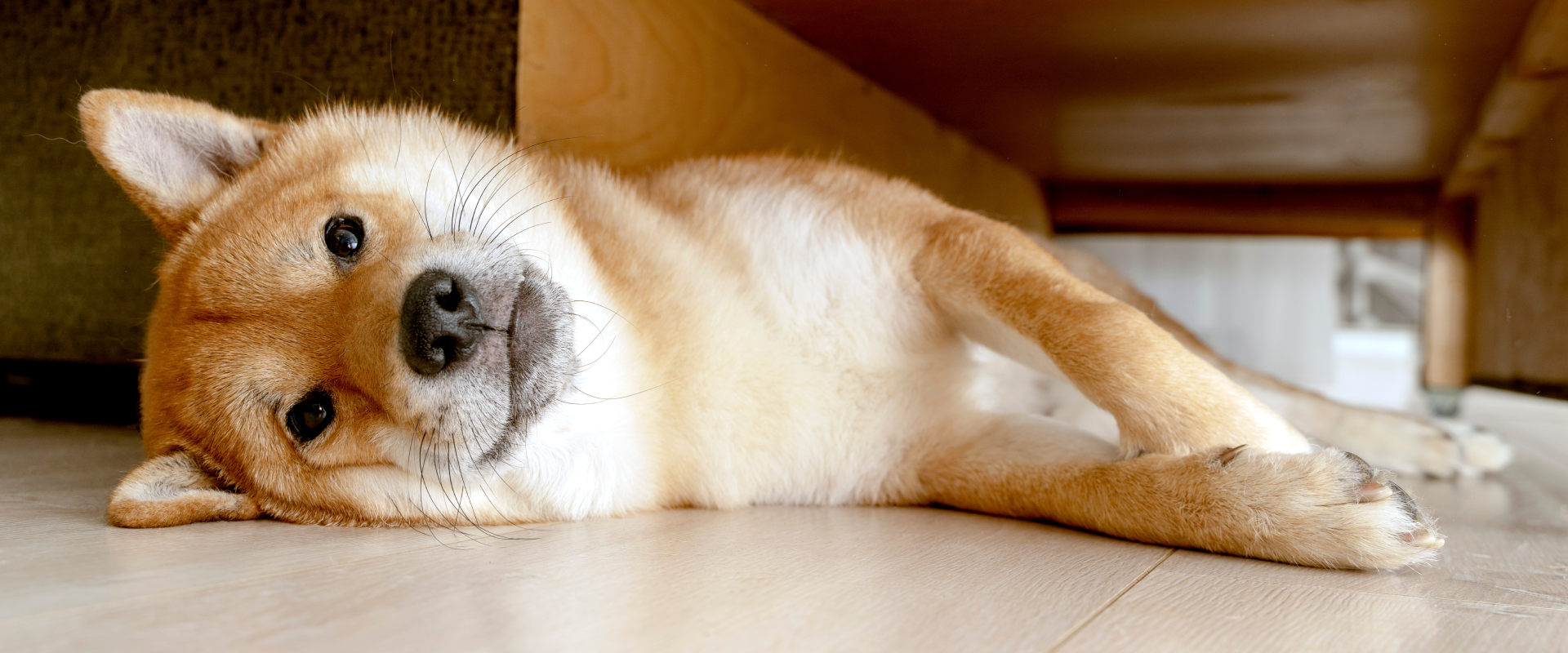 How Much Does a Shiba Inu Cost | TrustedHousesitters.com, image size:1920x800