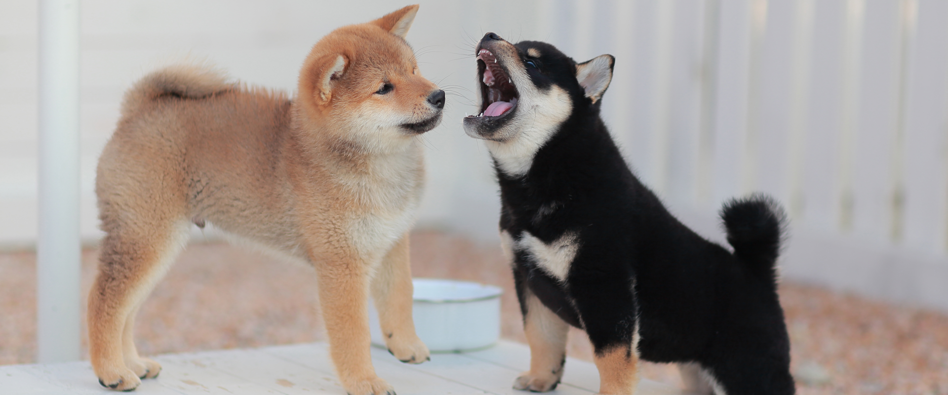 How Much Does a Shiba Inu Cost | TrustedHousesitters.com