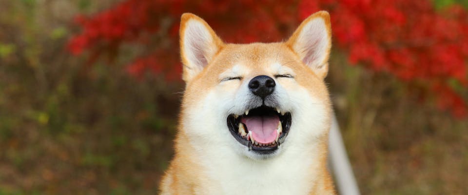 a shiba inu sat on some grass with its eyes closed and mouth open facing the camera