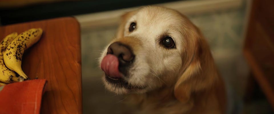 an elderly goldie looking up at a banana on a wooden table while licking its lips