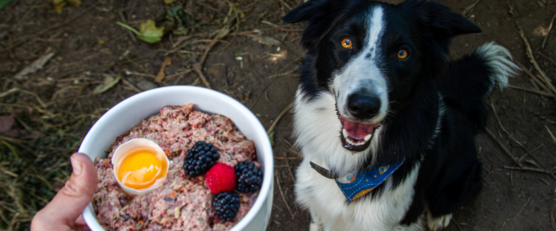 What Fruits Can Dogs Eat? | TrustedHousesitters.com