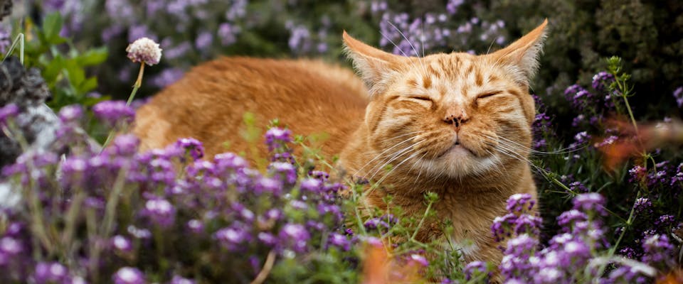An orange tabby cat in a field of flowers.
