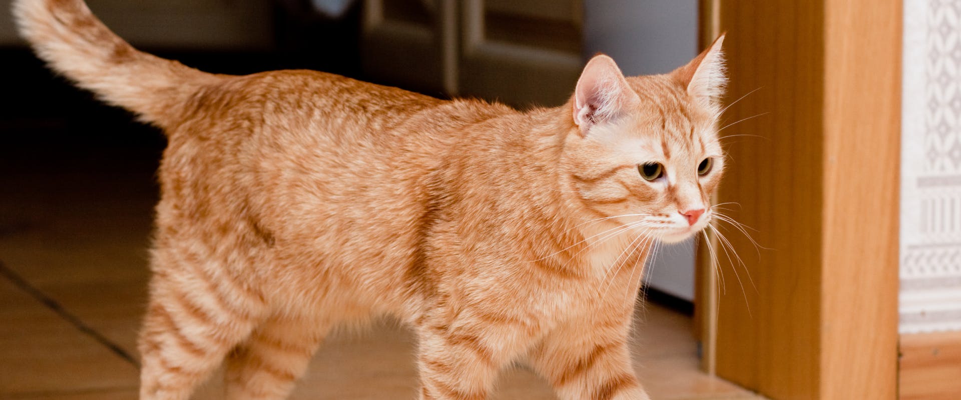 Sale orange tabby cat traits Hotsell