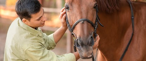 A horse sitter takes care of his four-legged friend.