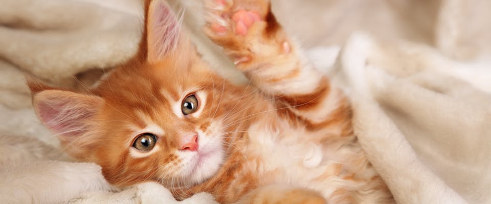 A ginger kitten raises a paw.