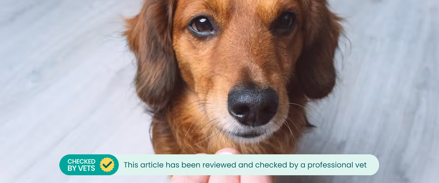 a long-haired dachshund facing the camera with a round pink pill being held our to it by a white human hand