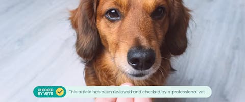 a long-haired dachshund facing the camera with a round pink pill being held our to it by a white human hand
