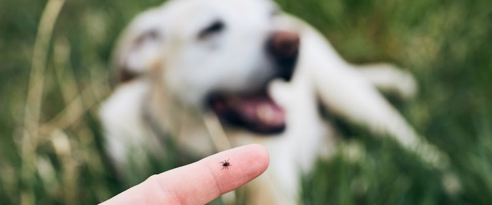 an elderly labrador sat in long grass in the background with a human holding their finger up to the camera with a tick on it