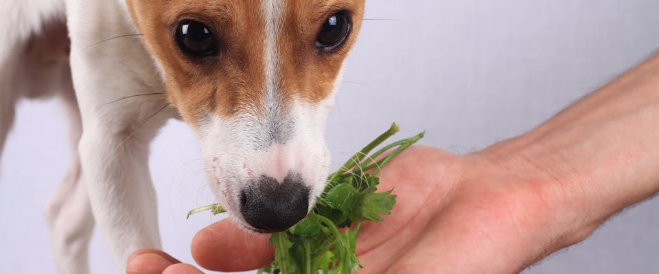a small terrier sniffing a bunch of parsley held out in a person's cupped hand