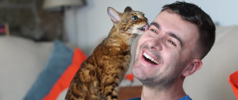 a close up on a smiling man having the side of his face licked by a Bengal cat