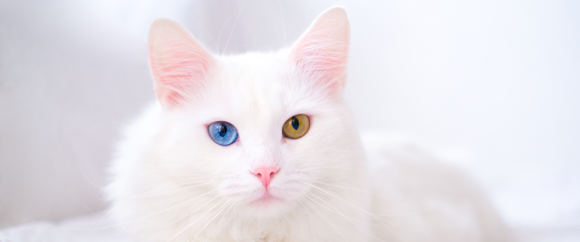 Types Of Eye Color In Cats