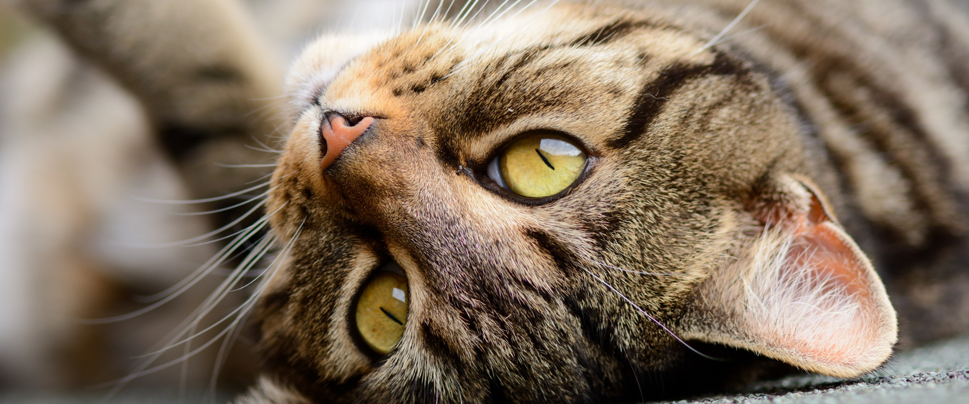 Types Of Eye Color In Cats