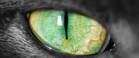 a close up of a green-eyed cat's pupil