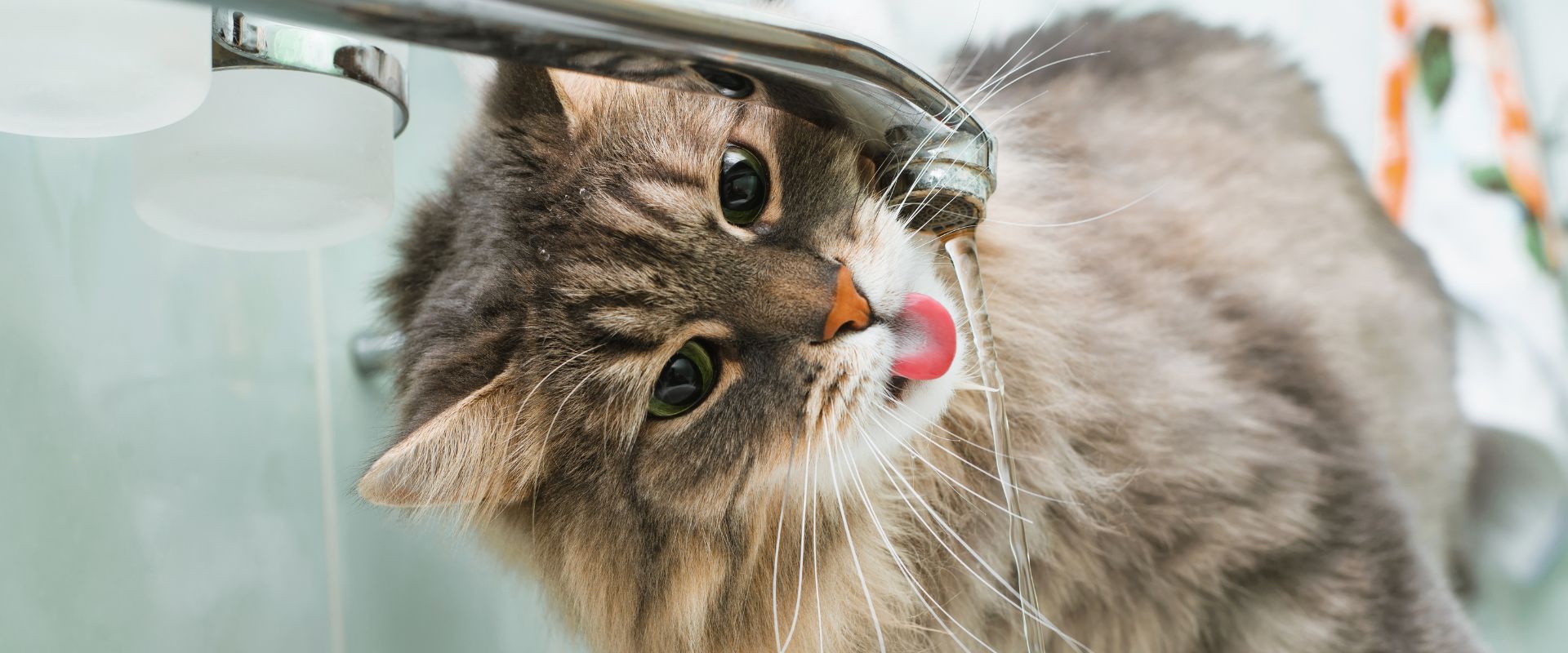 Why Do Cats Follow You to the Bathroom? | TrustedHousesitters.com
