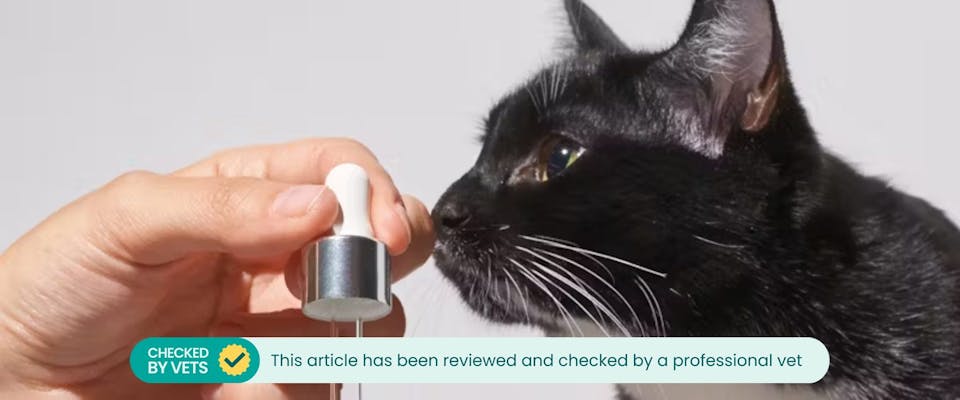 A cat sniffs at some essential oils.