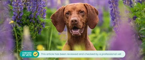 a large brown dog with big floppy ears sitting in a field surrounded by monkshood