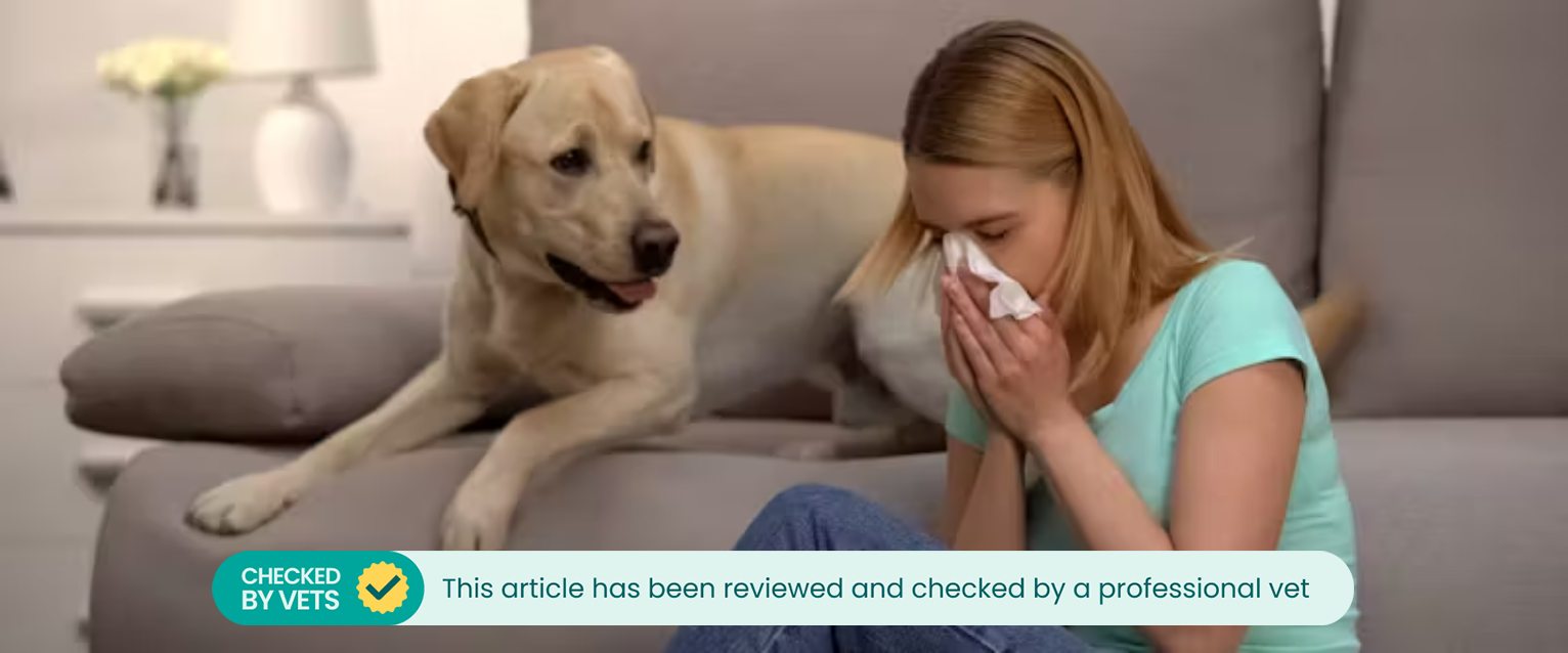 labrador lying on a gray couch looking at a woman sitting on the floor sneezing in to a tissue