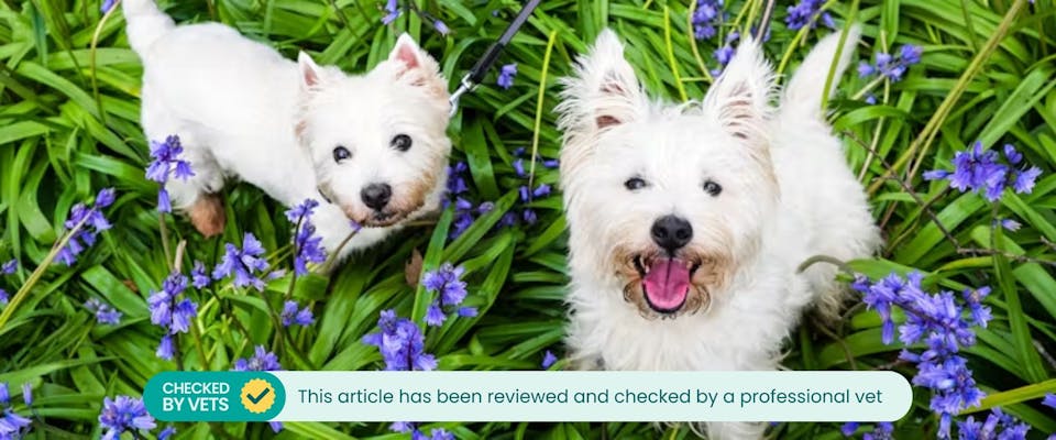 two white scottie dogs looking up at the camera while sat amongst bunches of bluebells