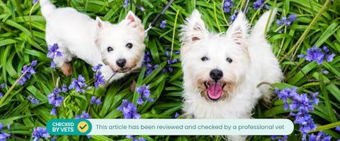 two white scottie dogs looking up at the camera while sat amongst bunches of bluebells