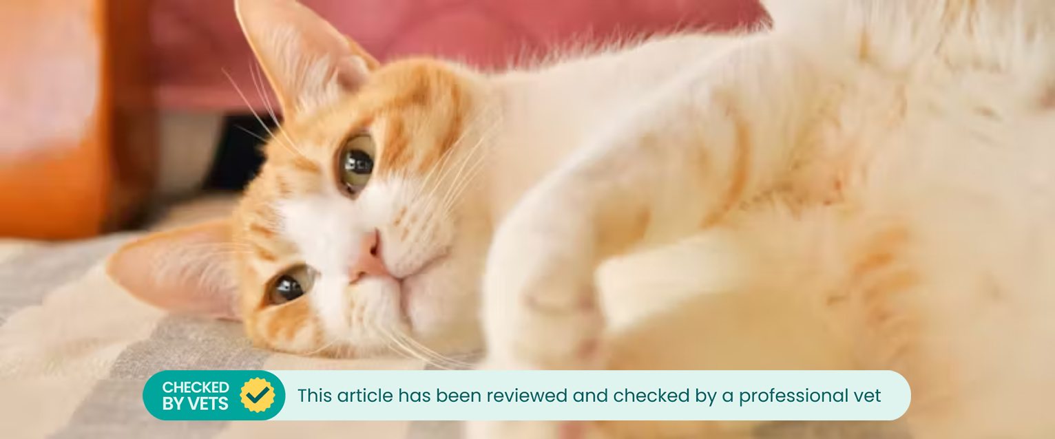 A ginger and white cat lying on its side.