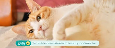 A ginger and white cat lying on its side.