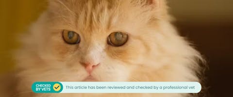 Cat with a cloudy eye problem.