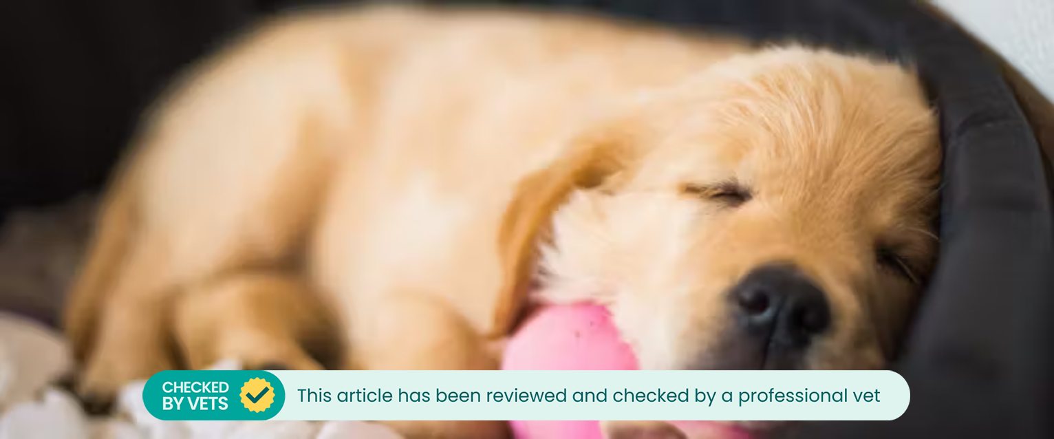 a sleeping golden retriever puppy in a dog bed with its head on a pink ball