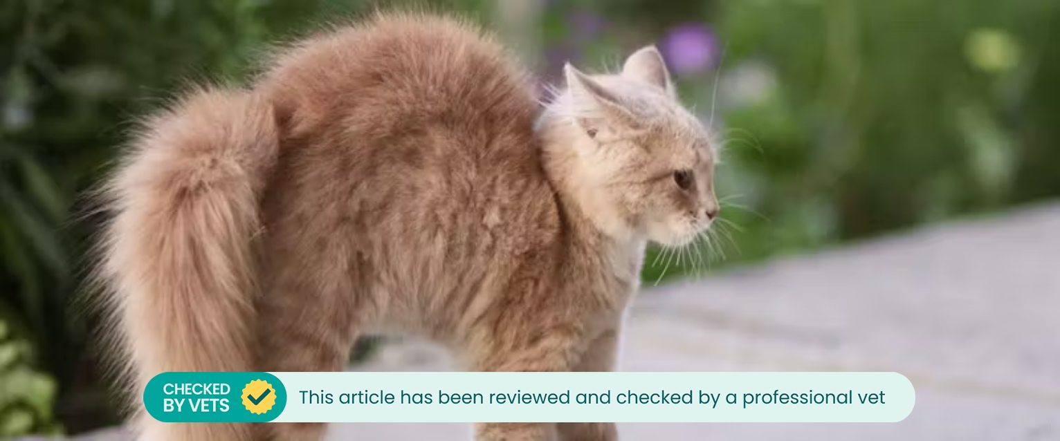 Scared ginger cat arching their back in fear.