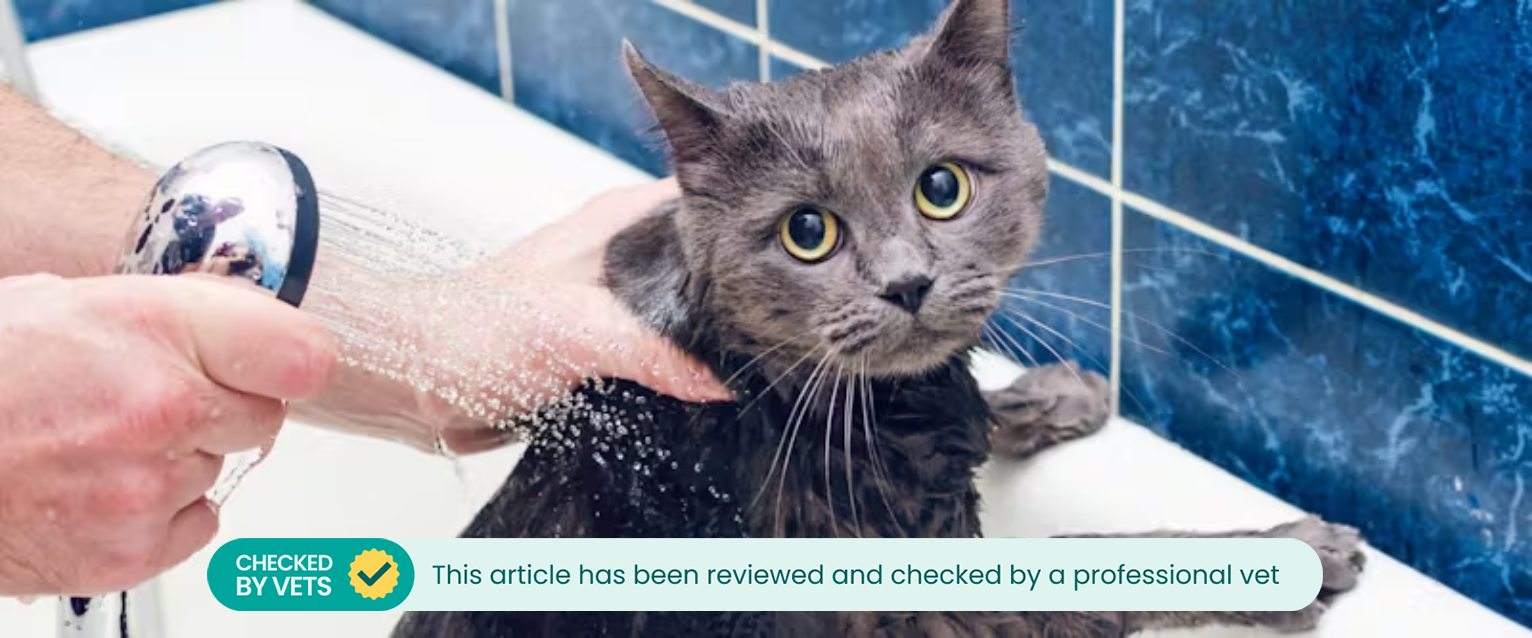 A cat being washed in the tub.