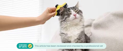 A cat being brushed by pet parent to reduce hairballs.