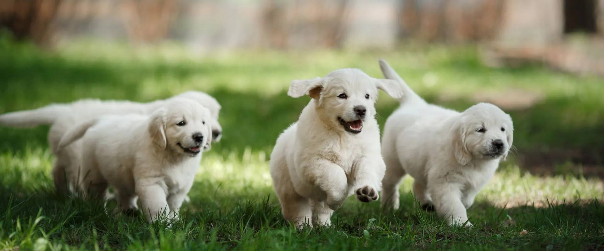 350 Golden Retriever Names 2024 TrustedHousesitters 350-golden-retriever-names-2024-trustedhousesitters