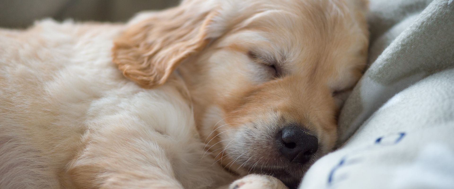 350-golden-retriever-names-2024-trustedhousesitters
